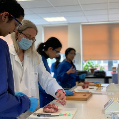 Year 12 Heart Dissection