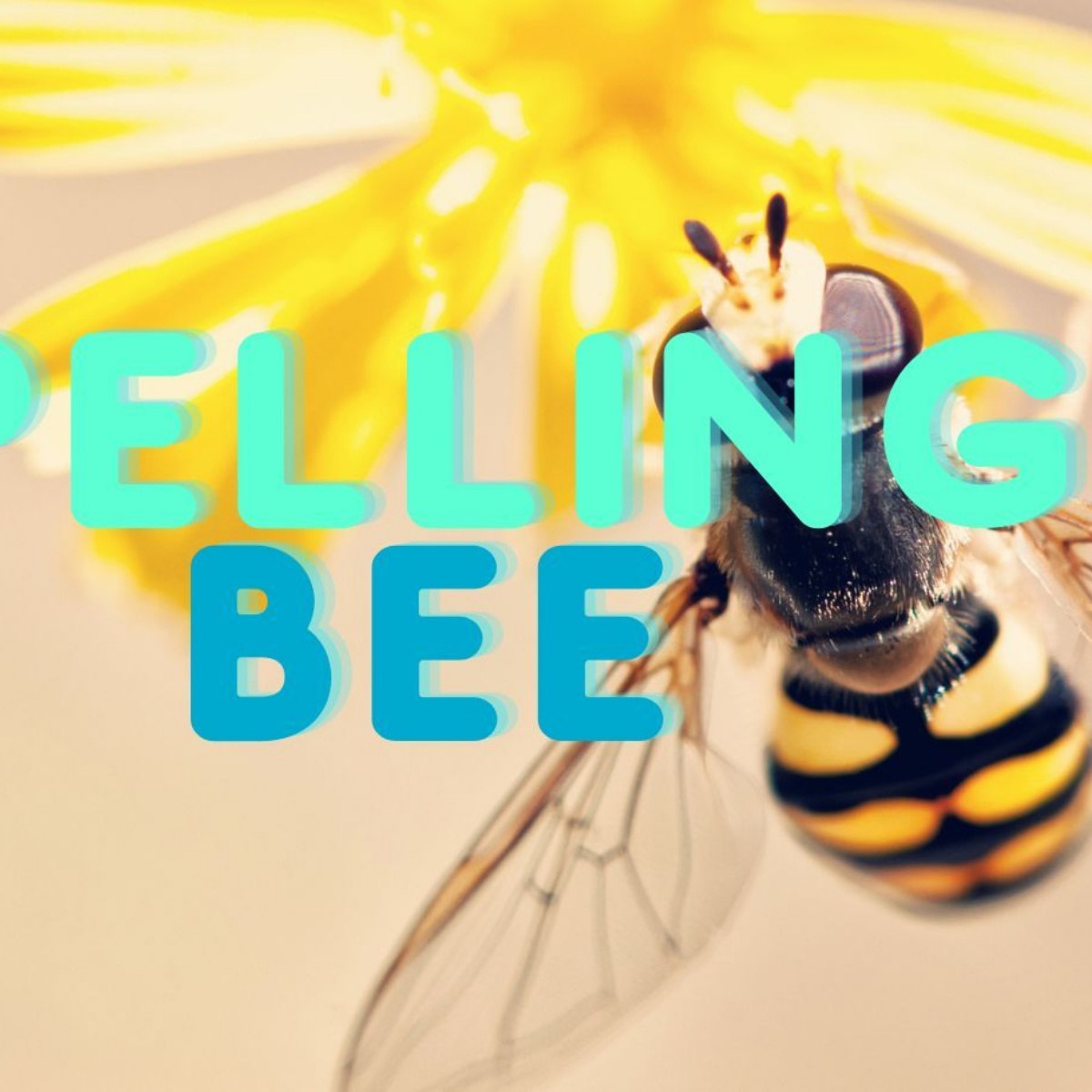 Lhs year 6 spelling bee competition leicester high school for girls
