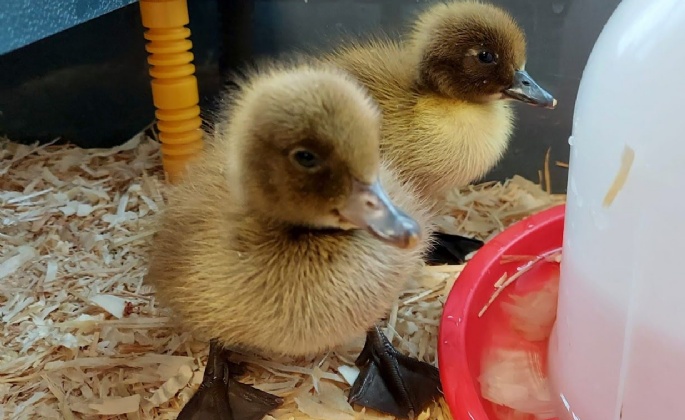 Latest News » Duck Watch