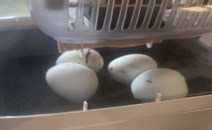 Latest News » Even More Ducks – supporting a local need